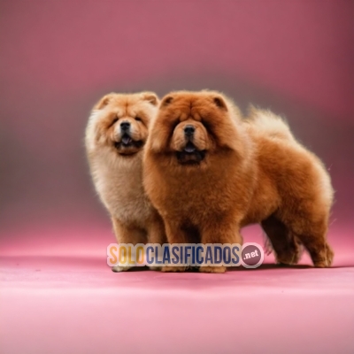 CHOW CHOW PUPPY AVAILABLE FOR YOU... 