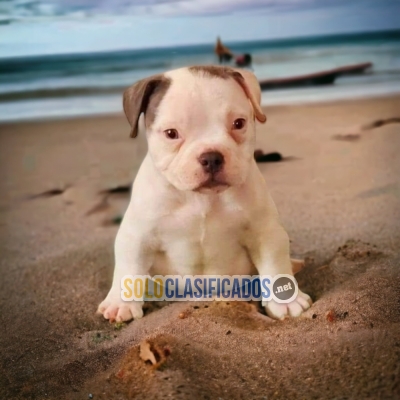 BEAUTIFULL AVAILABLE AMERICAN BULLY AT THE BEST PRICEBUY IT NOW... 