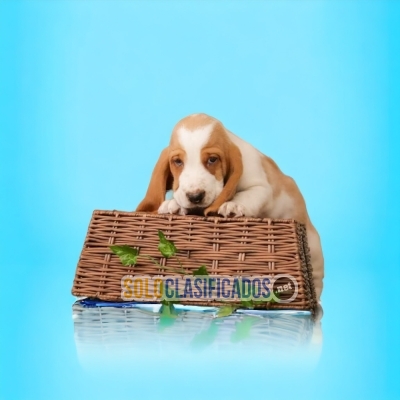 Tiernos BASSET HOUND... 