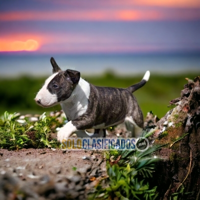 Bull Terrier Wonderful Puppies... 