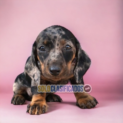 Beautiful puppies available now: Dachshund Arlequin... 