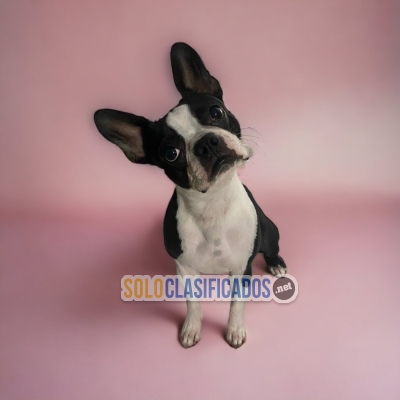 Disponibles cachorros de raza Boston Terrier... 