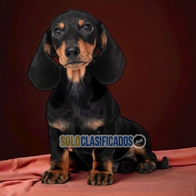 DOG DACHSHUND BLACK OR FIRE AVAILABLE... 