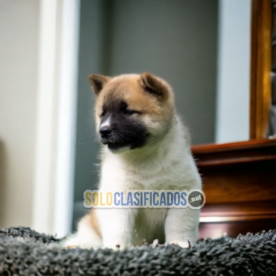 LINDO CACHORRO AKITA AMÉRICANO  PARA SU HOGAR... 