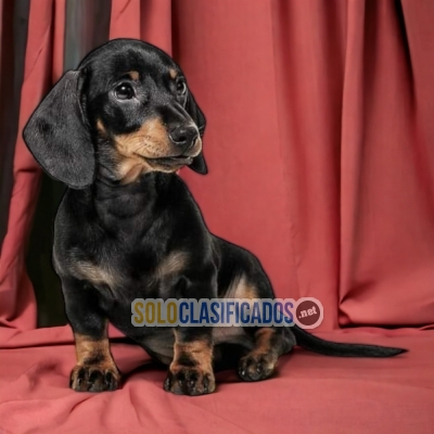 CUTE DACHSHUND NEGRO FUEGO  AVAILABLE NOW  THE BEST PRICE... 