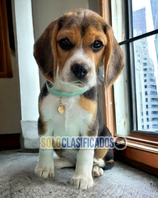 LINDO BEAGLE POKET AMERICANO... 