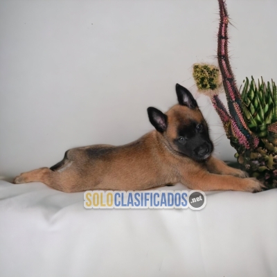 DISPONIBLES HERMOSOS PASTOR BELGA MALINOIS / PASTOR BELGA MALINOI... 