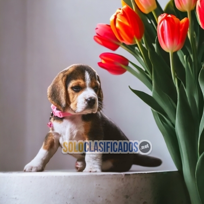 Sweet BEAGLE POKET for family... 