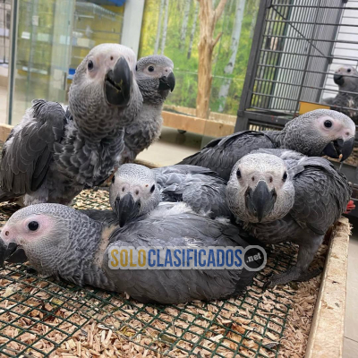 Solo Clasificados - *Hablando, Saludable loros y huevos disponibles* - imagen: 1