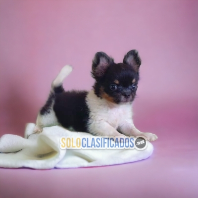 BEAUTIFUL PUPPIES CHIHUAHUA LONG HAIRED... 