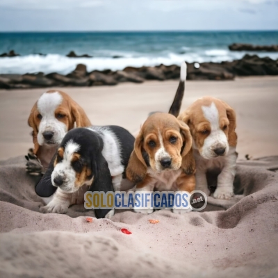 Great Puppies Basset Hound... 