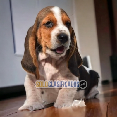 PRECIOUS PUPPIES BASSET HOUND DISPONIBLE... 