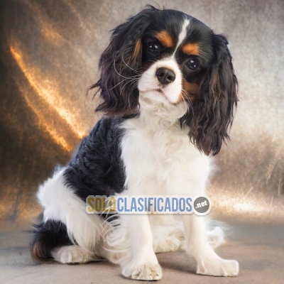 HERMOSOS CACHORROS DE CAVALIER KING CHARLES SPANIEL... 