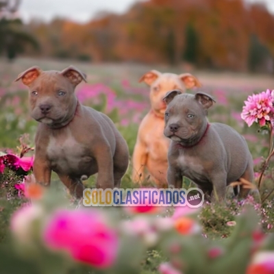 American Bully Strong Puppies the One Just for You... 