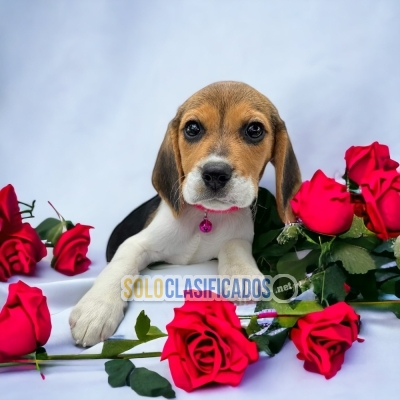 BEAGLE HARRIER  para tu hogar... 