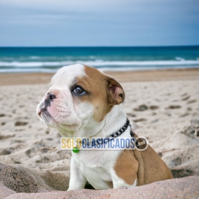 Bellos Bulldog Ingles Normal Hermosos Cachorros... 