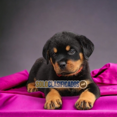 PUPPY ENTERS ROTTWEILER... 