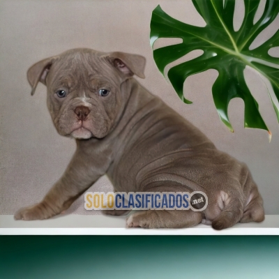 AMERICAN BULLY M            IT WILL BE YOUR COMPANION AND BEST CO... 