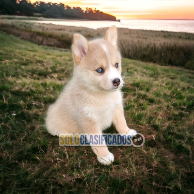 1Sweetie ALASKAN MALAMUTE... 