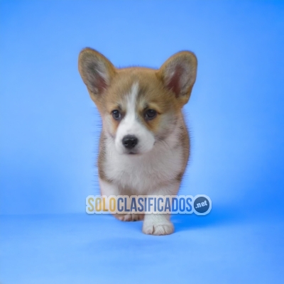 CORGI DE PEMBROKE TAKE IT AT A SUPER PRICE... 