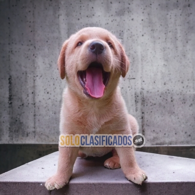 LABRADOR RETRIEVER con las mejores condiciones del mercado... 