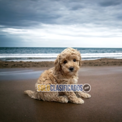 Bichon Habanero Charming Puppies... 