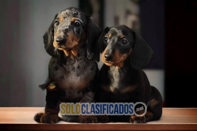 Beautiful and lovely Salchicha puppies... 