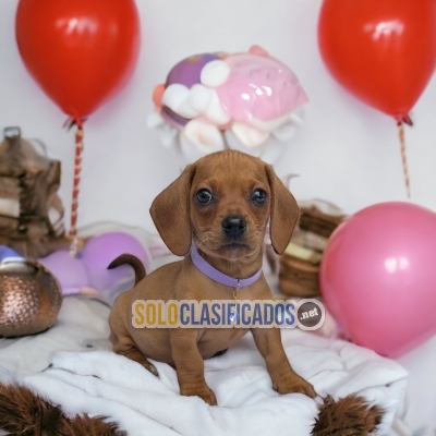 Dachshund Lovely Puppies... 