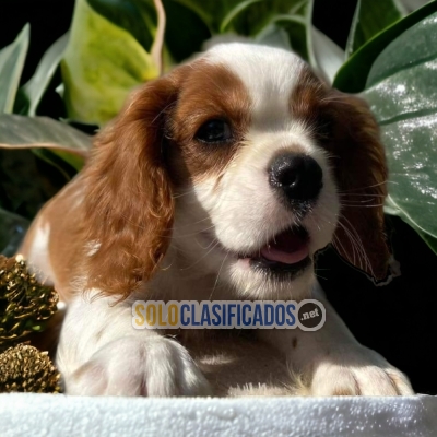 SALES CAVALIER KING CHARLES SPANIEL... 