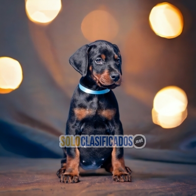 DISPONIBLES MASCOTAS DOBERMAN / DOBERMAN AVAILABLE... 