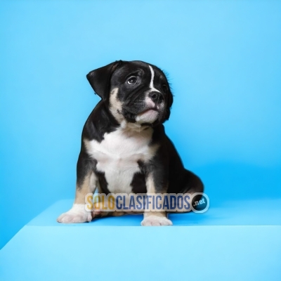 AMERICAN BULLY M                              ... 