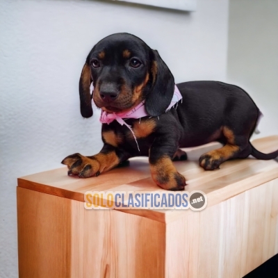 DACHSHUND HARLEQUIN  ( BEAUTIFUL)... 