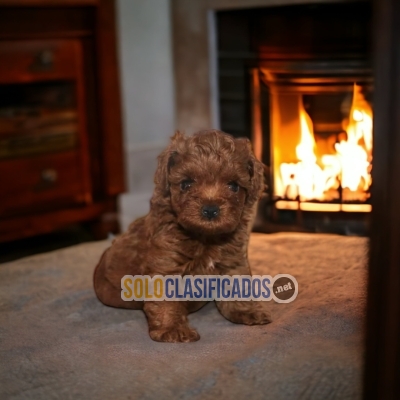 Precioso cachorro raza French Poodle Red... 