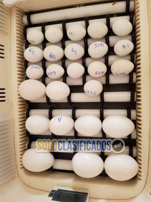 Huevos fértiles de loros loros y aves en venta...
