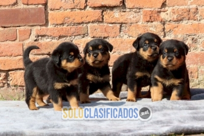 Hermoso cachorro rottweiler pelo largo a precio economico en vent... 