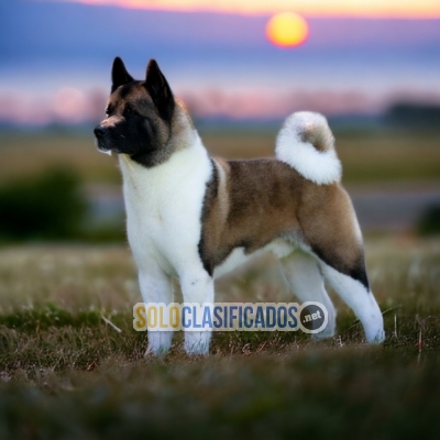 AKITA AMERICANO the best puppy in the world... 