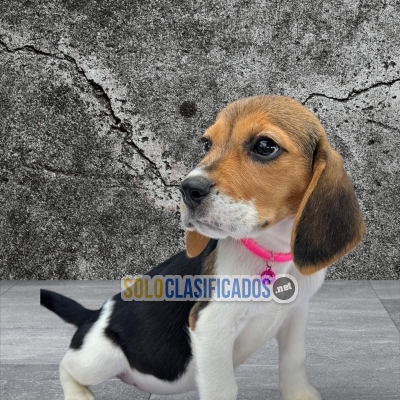 Raza Beagle perro de tamaño pequeño a mediano... 