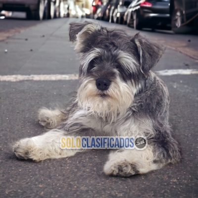 SCHNAUZER MINI  I WILL BE YOUR BEST FAITHFUL FRIEND FROM TODAY... 