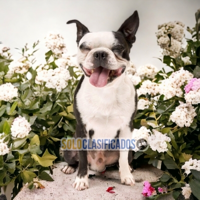 BOSTON TERRIER        IT WILL BE YOUR COMPANION AND BEST COMPANY ... 