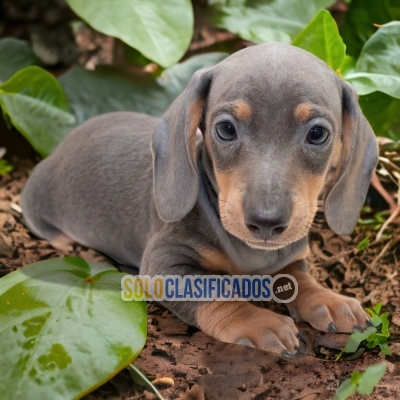 DACHSHUND BLUE AVAILABLIE IN NORTH CAROLINA... 