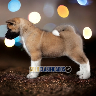 6ADORABLE AKITA AMERICANO... 