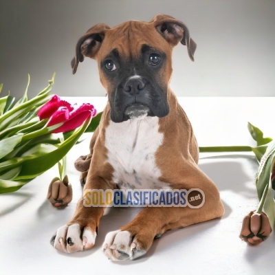 CUTE BOXER  PETS AVAILABLE NOW  THE BEST PRICE... 