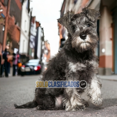 SCHNAUZER GIGANTE  I WILL BE YOUR BEST FAITHFUL FRIEND FROM TODAY... 