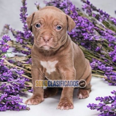 AMERICAN BULLY XL LOVE PUPPY... 