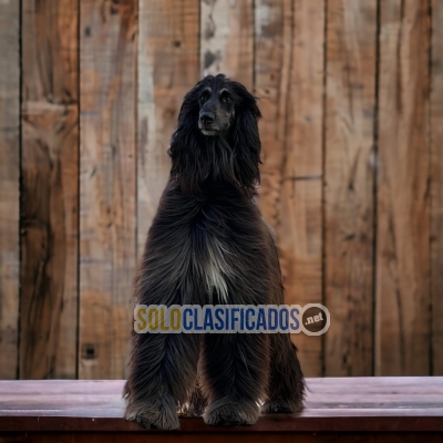 Admirables cachorros de raza Galgo afgano... 