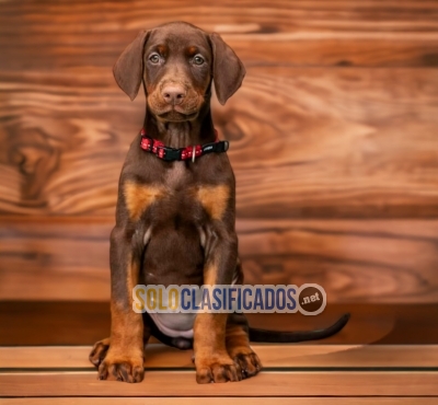 Elegant Charming Doberman puppies... 