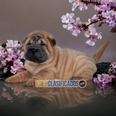 DISPONIBLES HERMOSOS SHAR PEI / SHAR PEI AVAILABLE... 