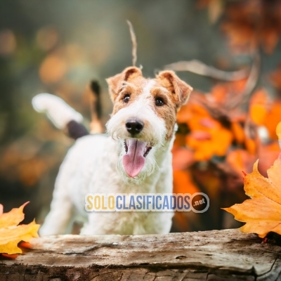 LONG HAIRED FOX TERRIER AVAILABLE NORTH CAROLINA... 