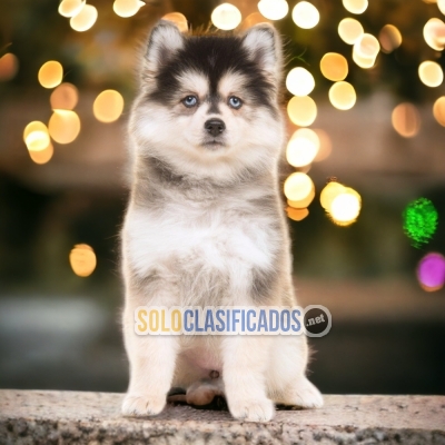 POMSKY     IT WILL BE YOUR BEST COMPANY FROM NOW ON CHEER UP NOW... 