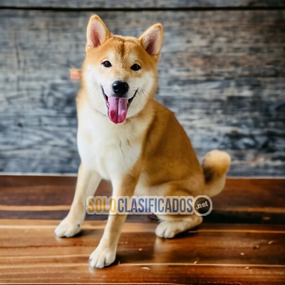 1ADORABLE AKITA INU JAPONÉS... 